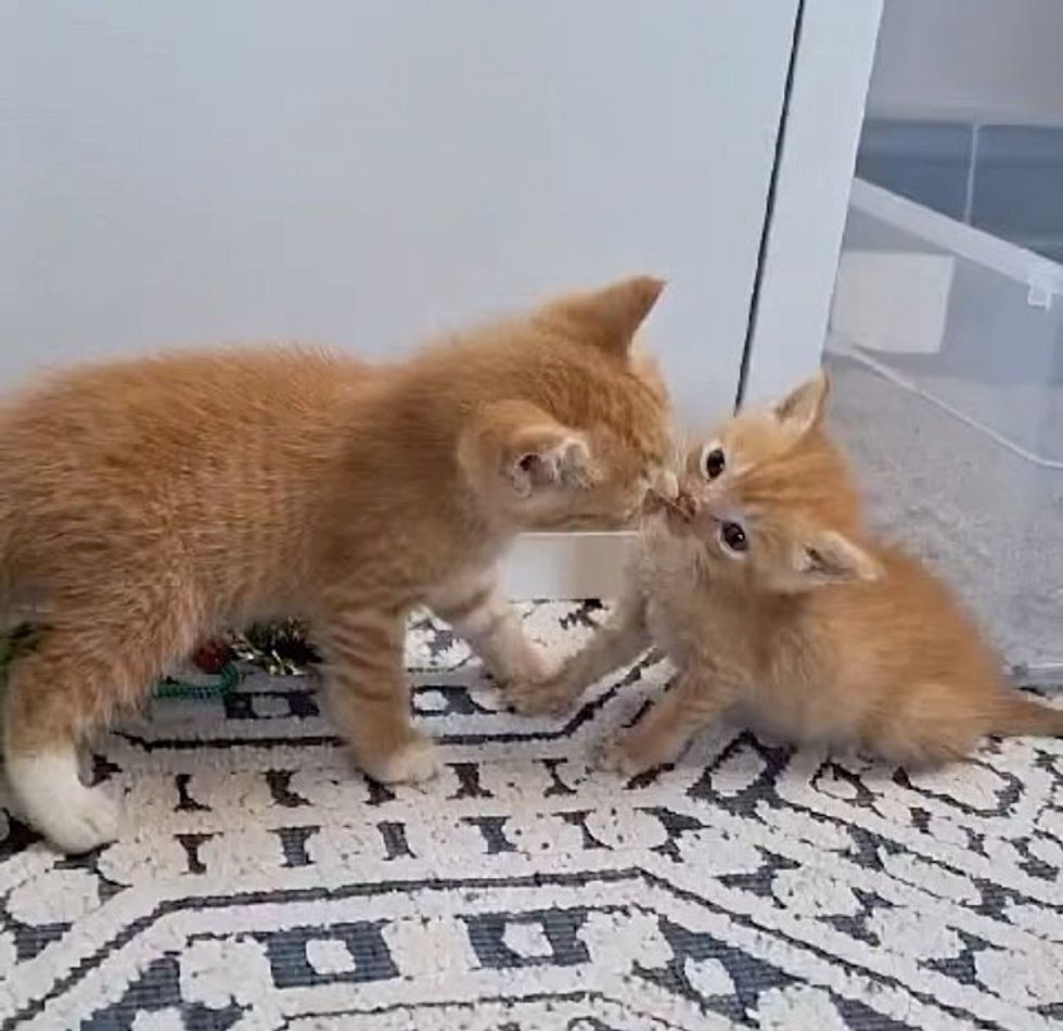 sweet kittens kisses