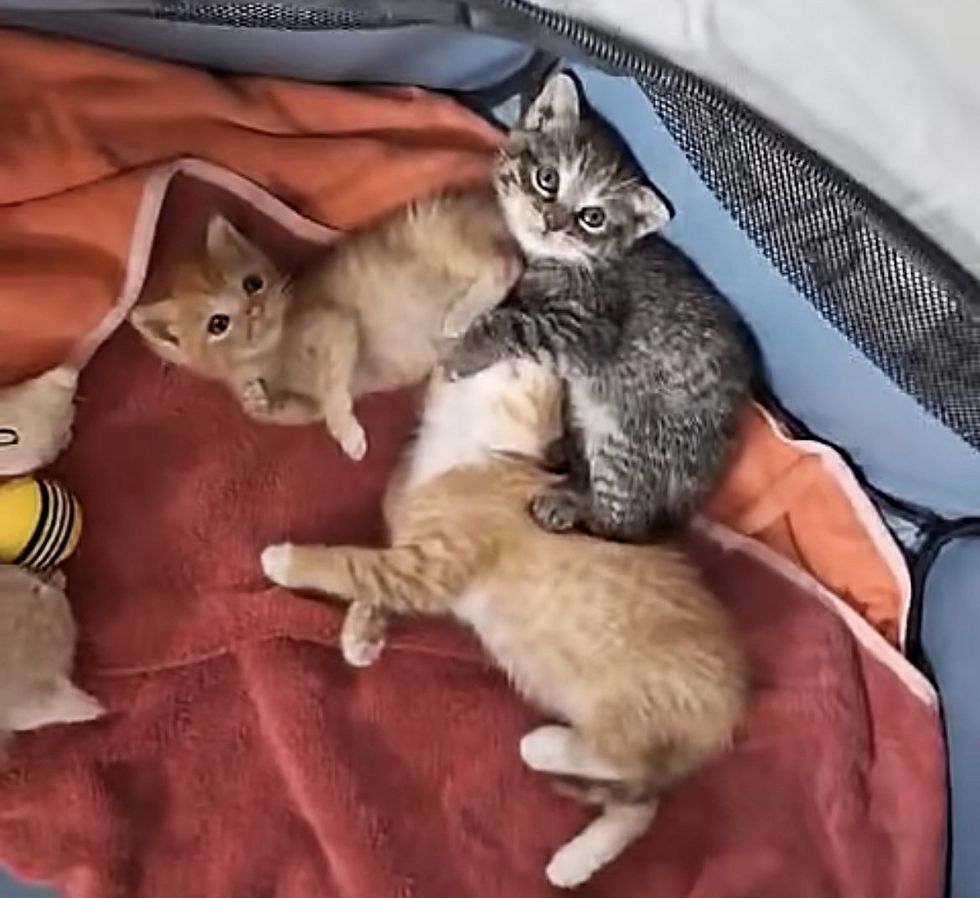 snuggly kittens pile