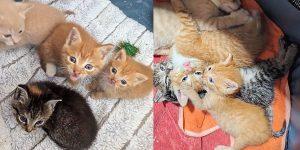 Kittens’ Road to Recovery: A Story of Hope and Healing