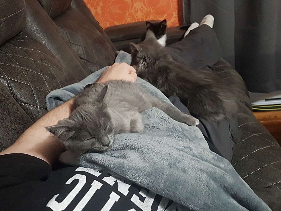 chatons dormant sur les genoux