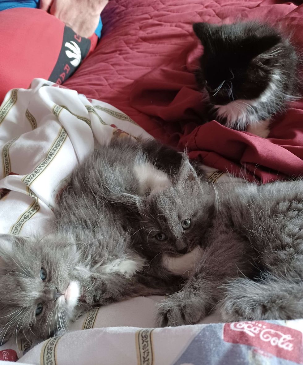 fluffy snuggly kittens