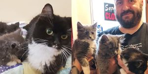 A Home Filled with Purrs: Mark’s Heartwarming Adoption of a Feline Family