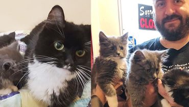 A Home Filled with Purrs: Mark’s Heartwarming Adoption of a Feline Family