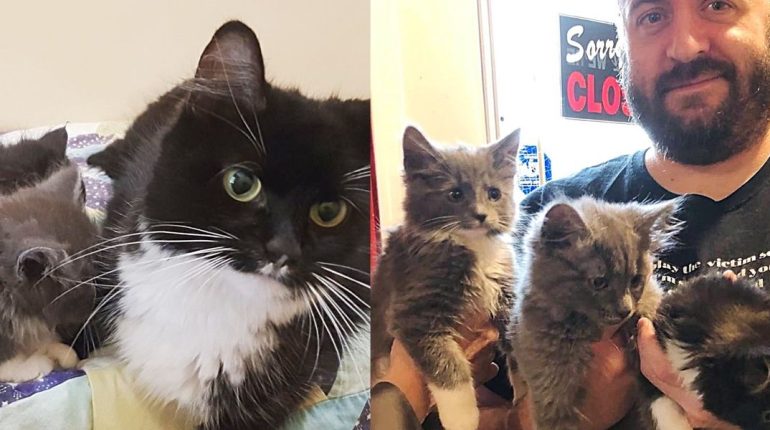 Adoption Cuddles Exploits Valley SPCA kittens Luna Mark Dwyer new beginning. runt shelter Sweet Pea tuxedo cat 