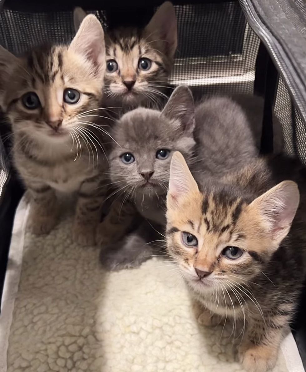 kittens shy carrier