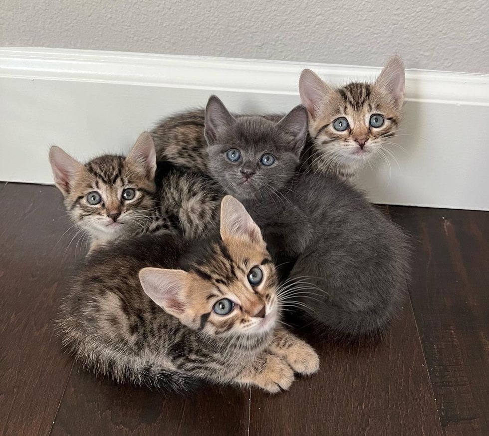 kittens huddled up
