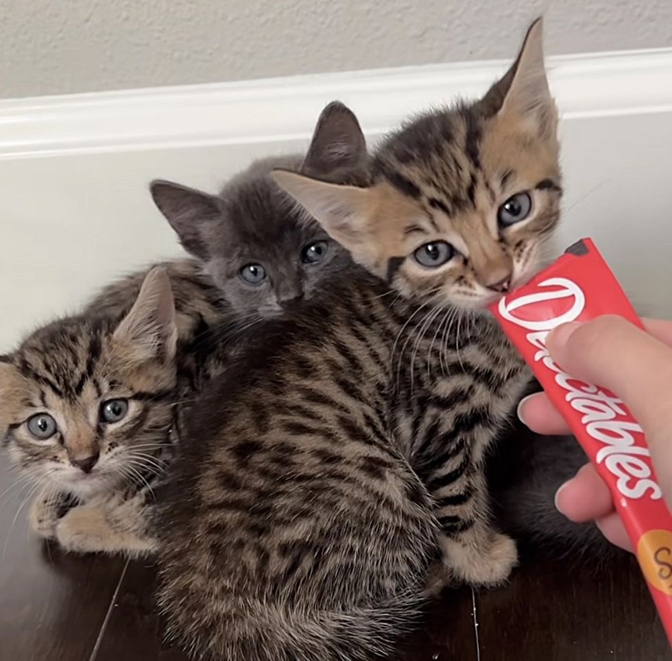 shy kittens trying treats
