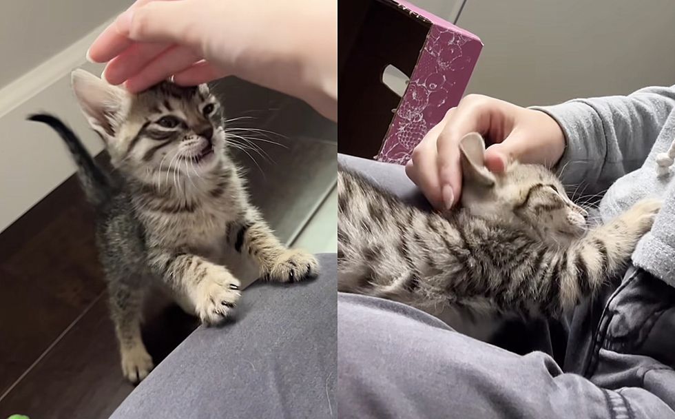 sweet kitten lap cat