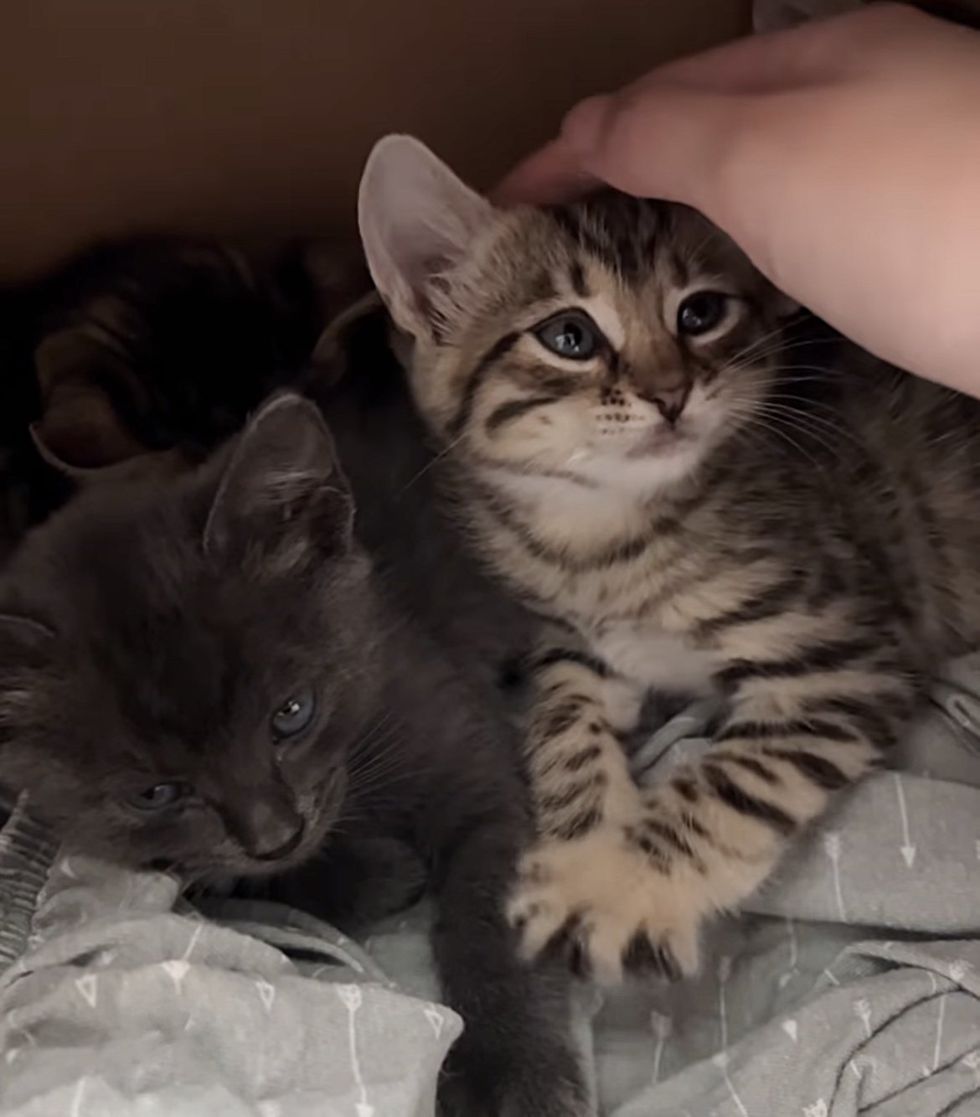 happy purring kittens