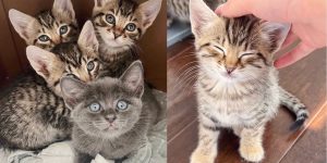 Fostering Love: The Remarkable Transformation of Four Outdoor Kittens