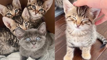 Four Outdoor Kittens Undergo a Heartwarming Transformation from Aloof to Affectionate