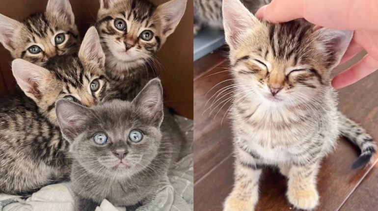 feline rehabilitation foster kittens kittens' progress socialization Transformation UC Davis Veterinary Hospital Yolo County SPCA 
