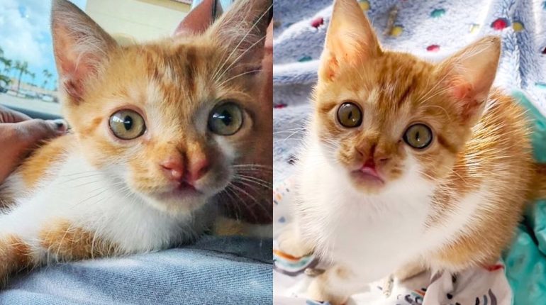 Arthur bifid nose feline care. Jennifer Csenge Kitten neurological rehabilitation Rescue resilience special needs 