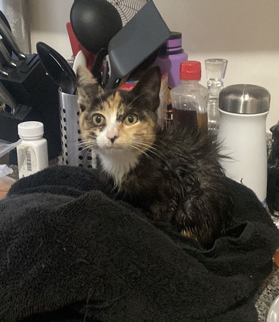 kitten post bath towel