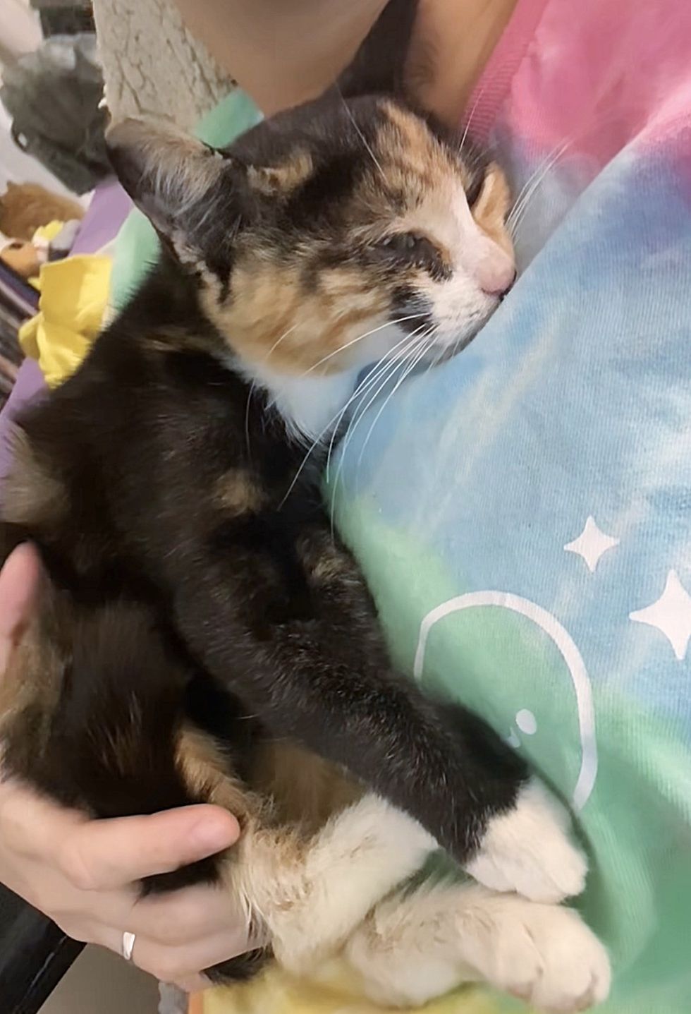cuddly kitten calico