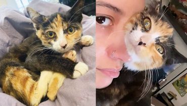 Nico’s Journey: From Stray Kitten to Loving Foster Home
