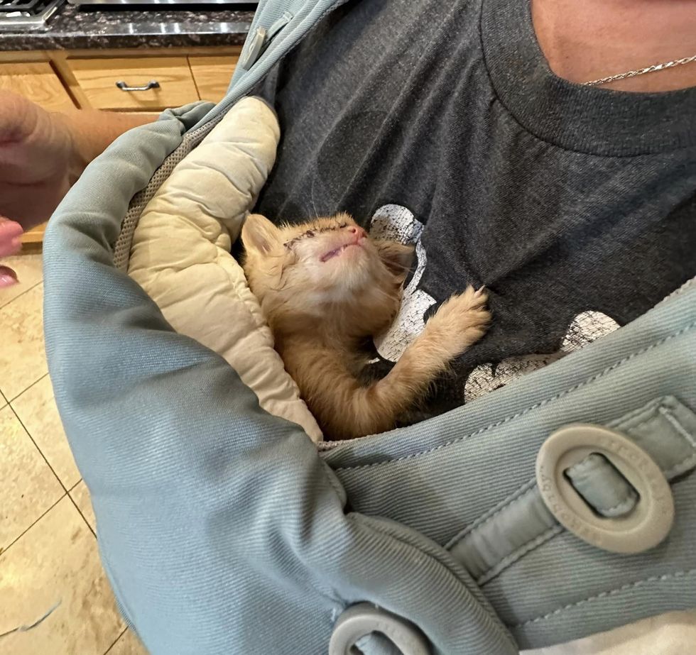chaton roux dans un porte-bébé