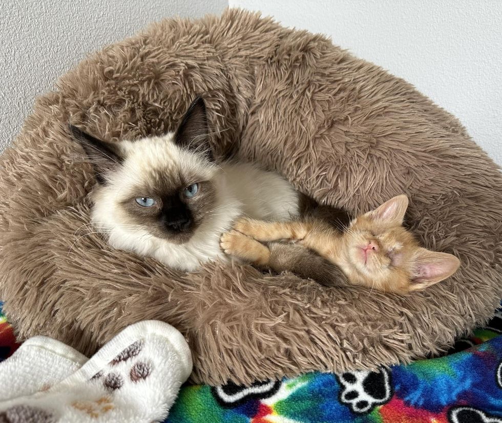 chaton aveugle et chaton qui se blottissent dans un lit