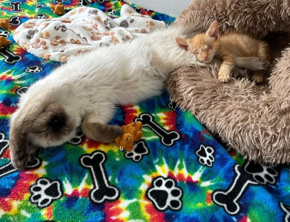 blind kitten cat snuggles friends
