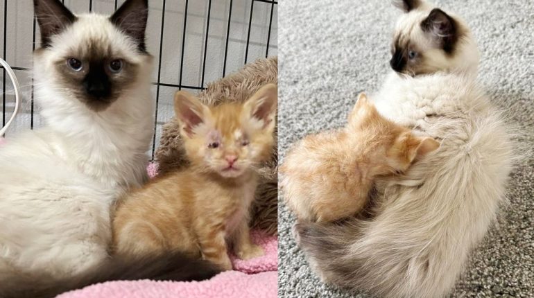 bonding enucleation feline friends forever family foster heartfelt connection heroes. Kitten Playfulness rehabilitation SpokAnimal surgery Trust 