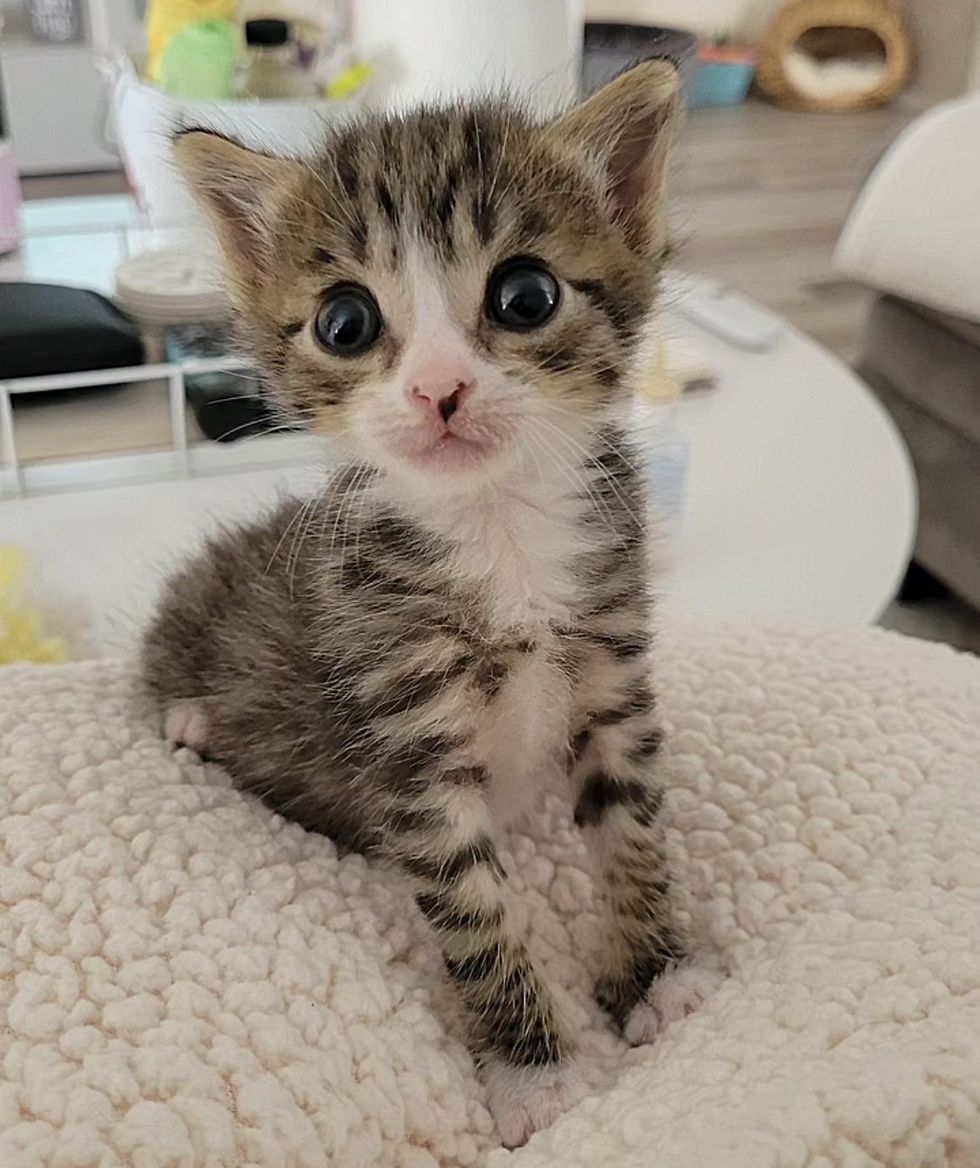 adorable tabby kitten with big eyes