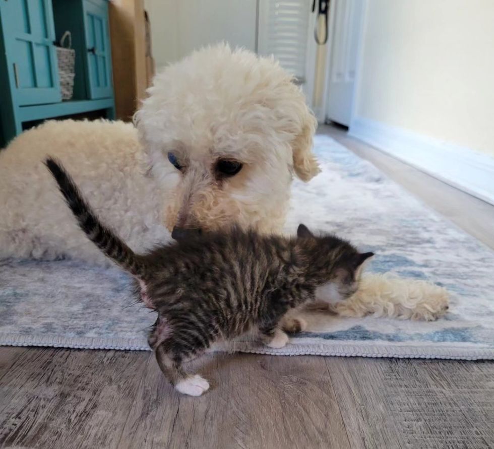 kitten and dog as sweet friends