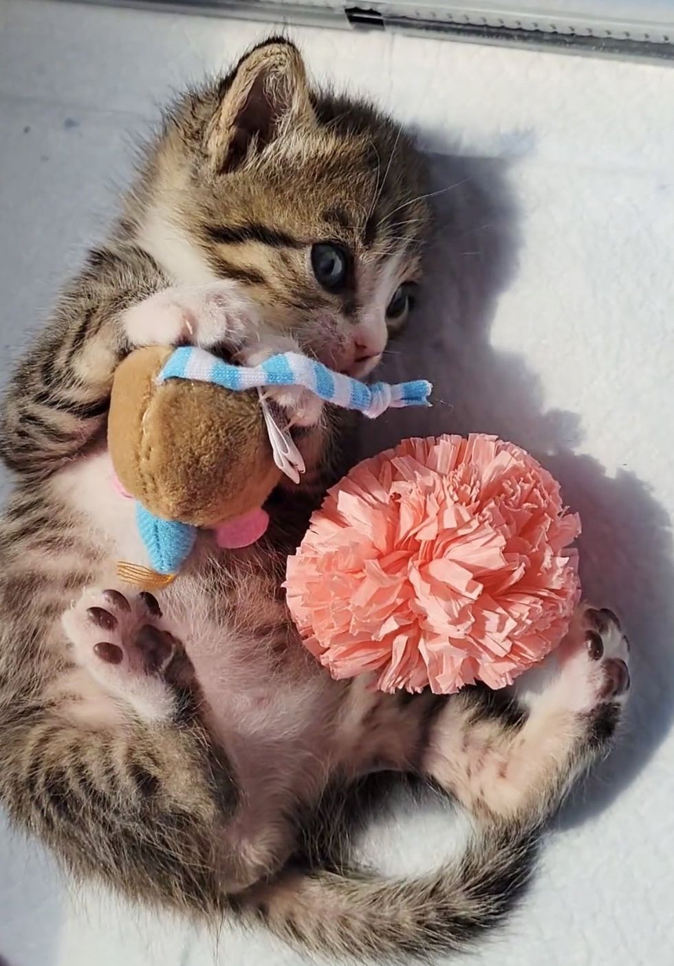 chaton qui joue avec des jouets