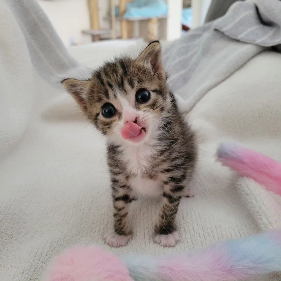 adorable chaton avec une douce langue