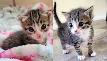 Resilient Kitten Nori: Tiny but Mighty Spirit, Thriving in Foster Care