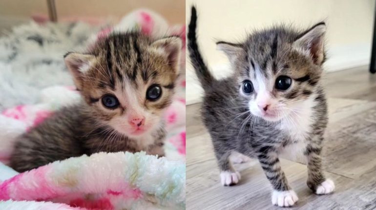 Adorable Animal Rescue foster care Heartwarming Kitten mighty Nori Rescue resilience spirit thriving tiny 