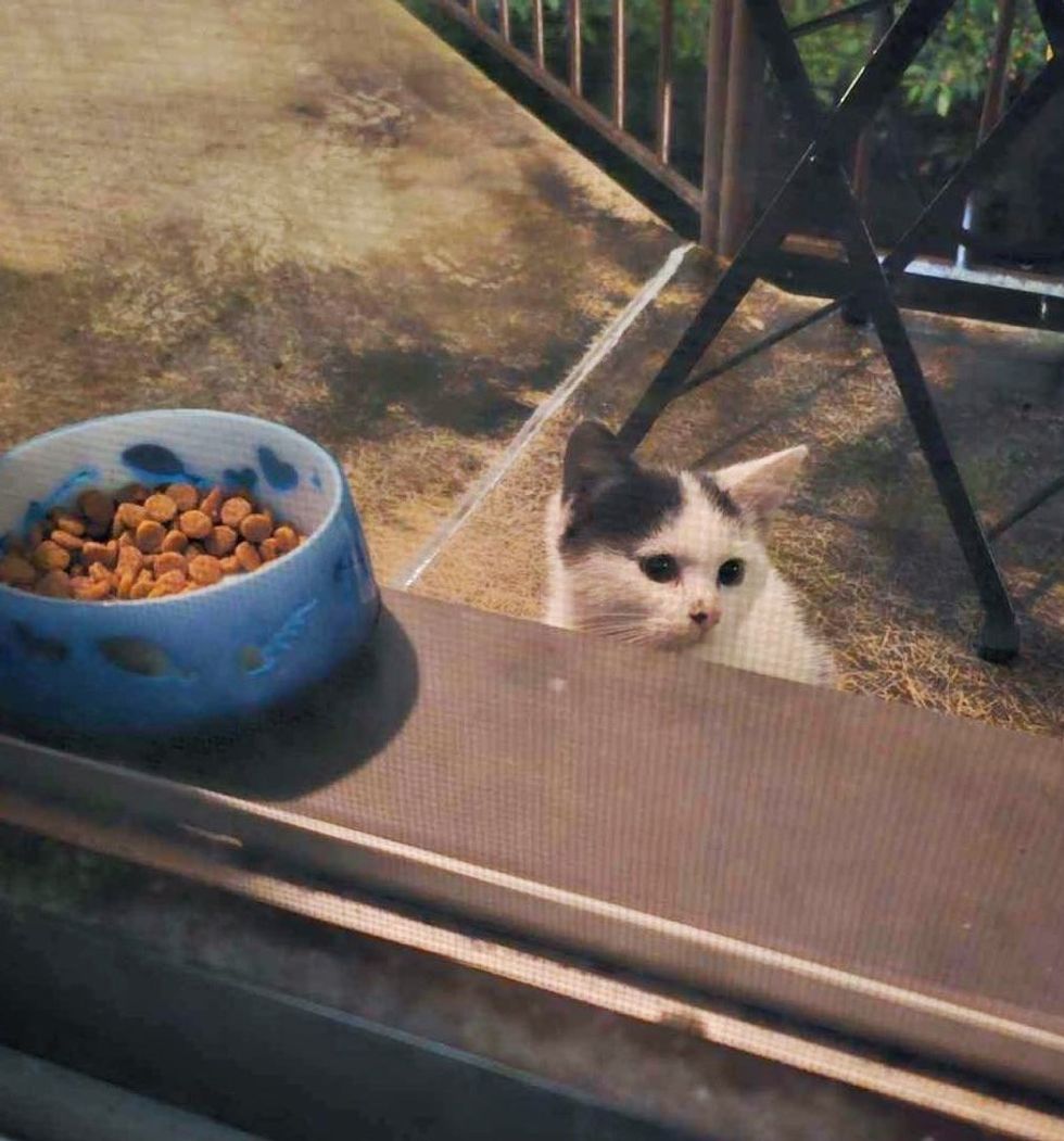 chaton errant à la porte
