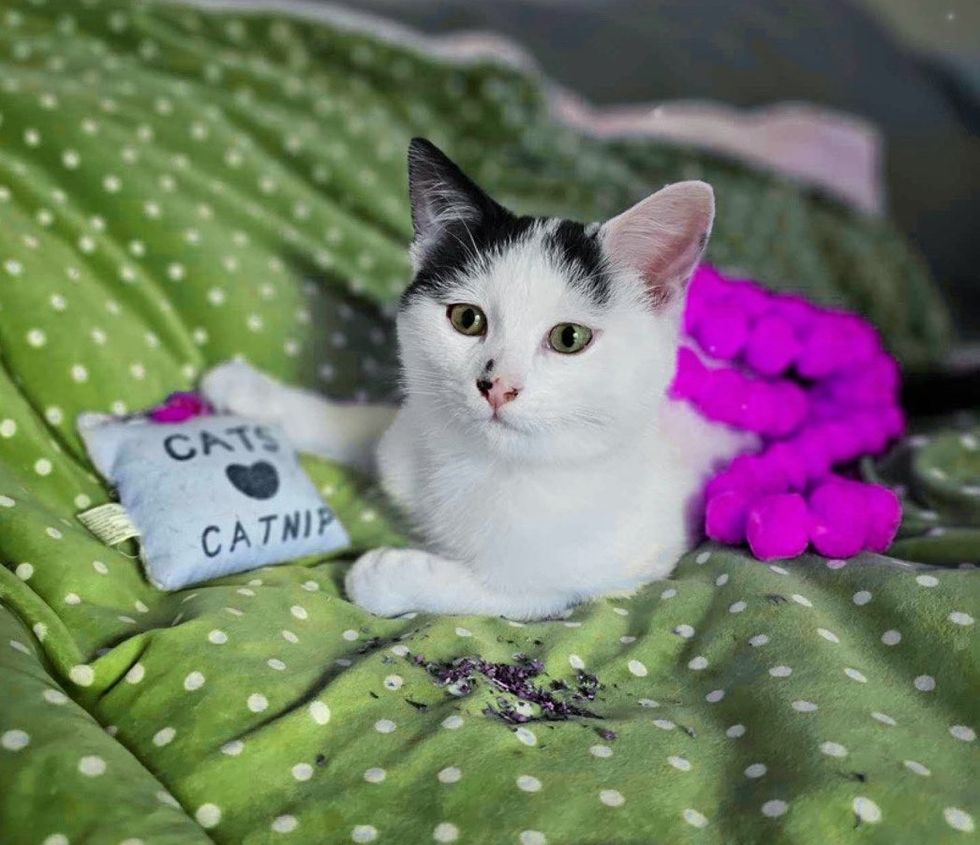 kitten catnip sweet