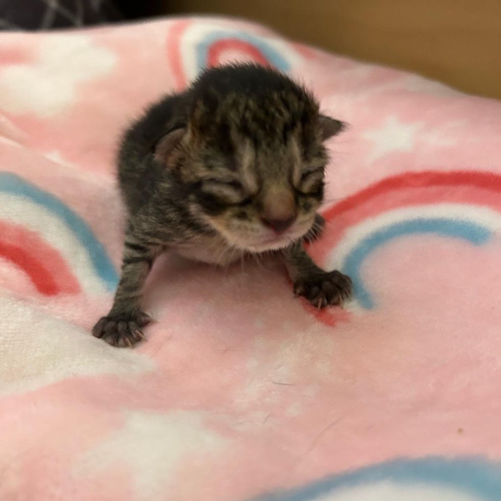 tiny newborn kitten tabby
