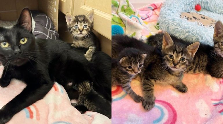 bonding cat feline family heartwarming story kittens maternal care neonate Newborn Rescue tabby kittens 