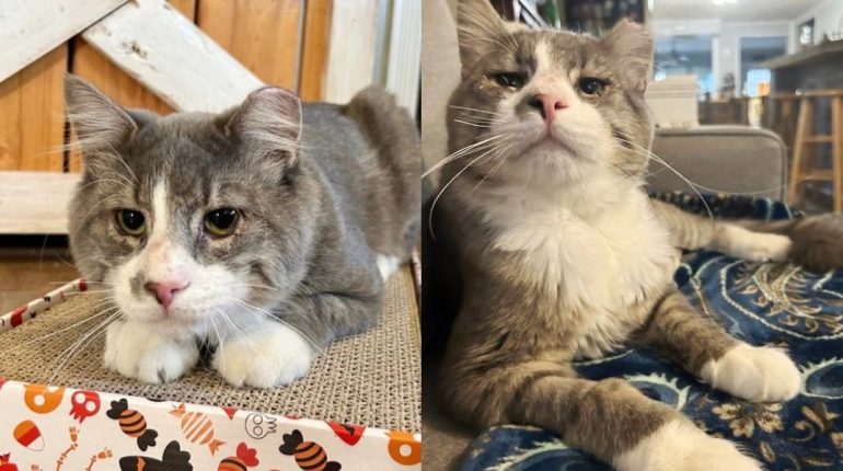 Adoption affection cat entropion Feline foster care Johnny loving home rehabilitation Rescue surgery Transformation 