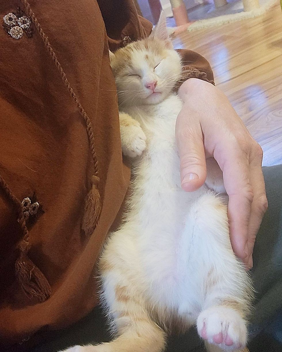 chaton sur les genoux d'un chat en train de dormir