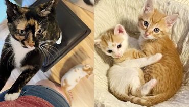 Kitten Left in a Park but Adopted by a Cat, He’s so Clingy He Sticks to Everyone