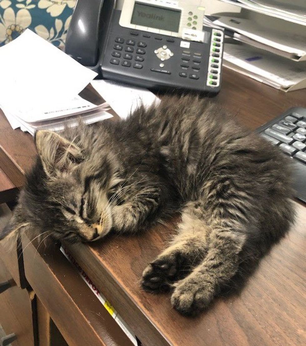 chaton errant sur le bureau