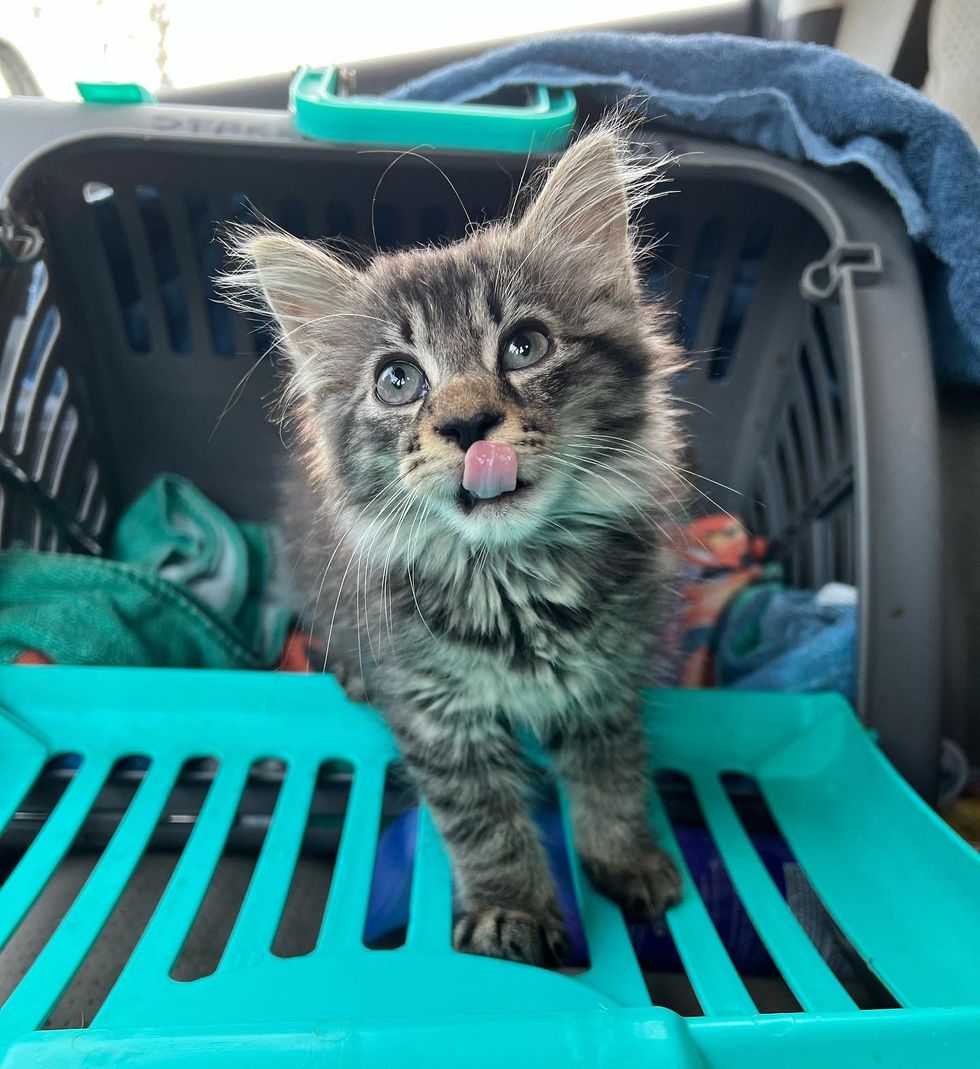 chaton tigré dans un porte-bébé
