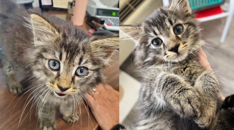 Adoption affection Kitten Office Rescue warehouse worker 