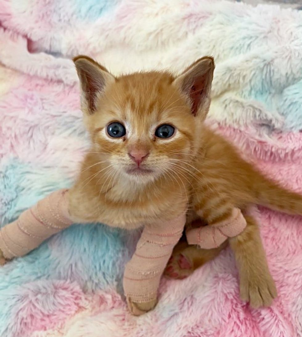 kitten with splinted legs