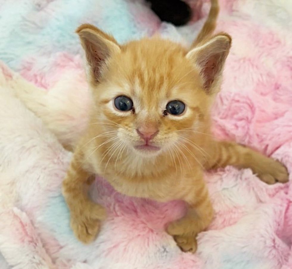 ginger kitten with twisted legs