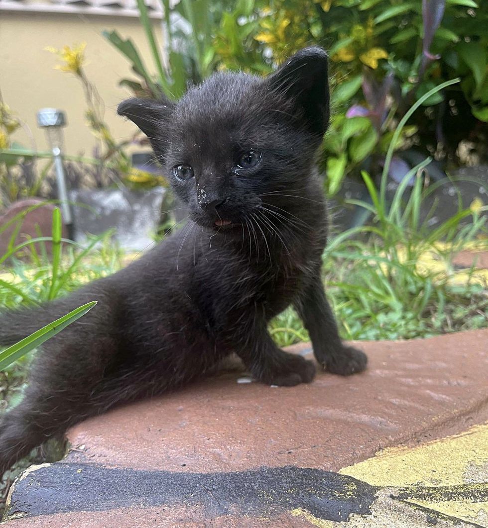 black kitten in the yard
