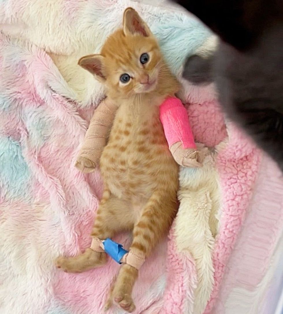 kitten's leg treatment