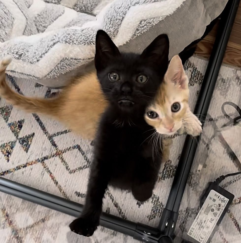 adorable kittens, best friends