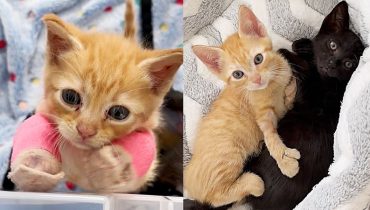Rescued Kittens with Special Needs Find Hope and Happiness