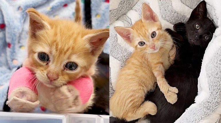 best friends cat rescue deformed limbs feral cat front yard hobbles kittens polydactyl sibling bond. splints swimmer's syndrome Treatment 