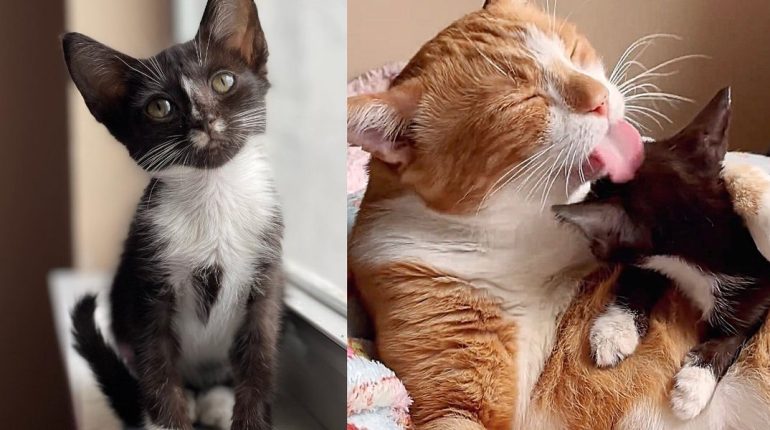 Adoption cat companionship foster care Kitten progress recovery Rescue Transformation tuxedo kitten 