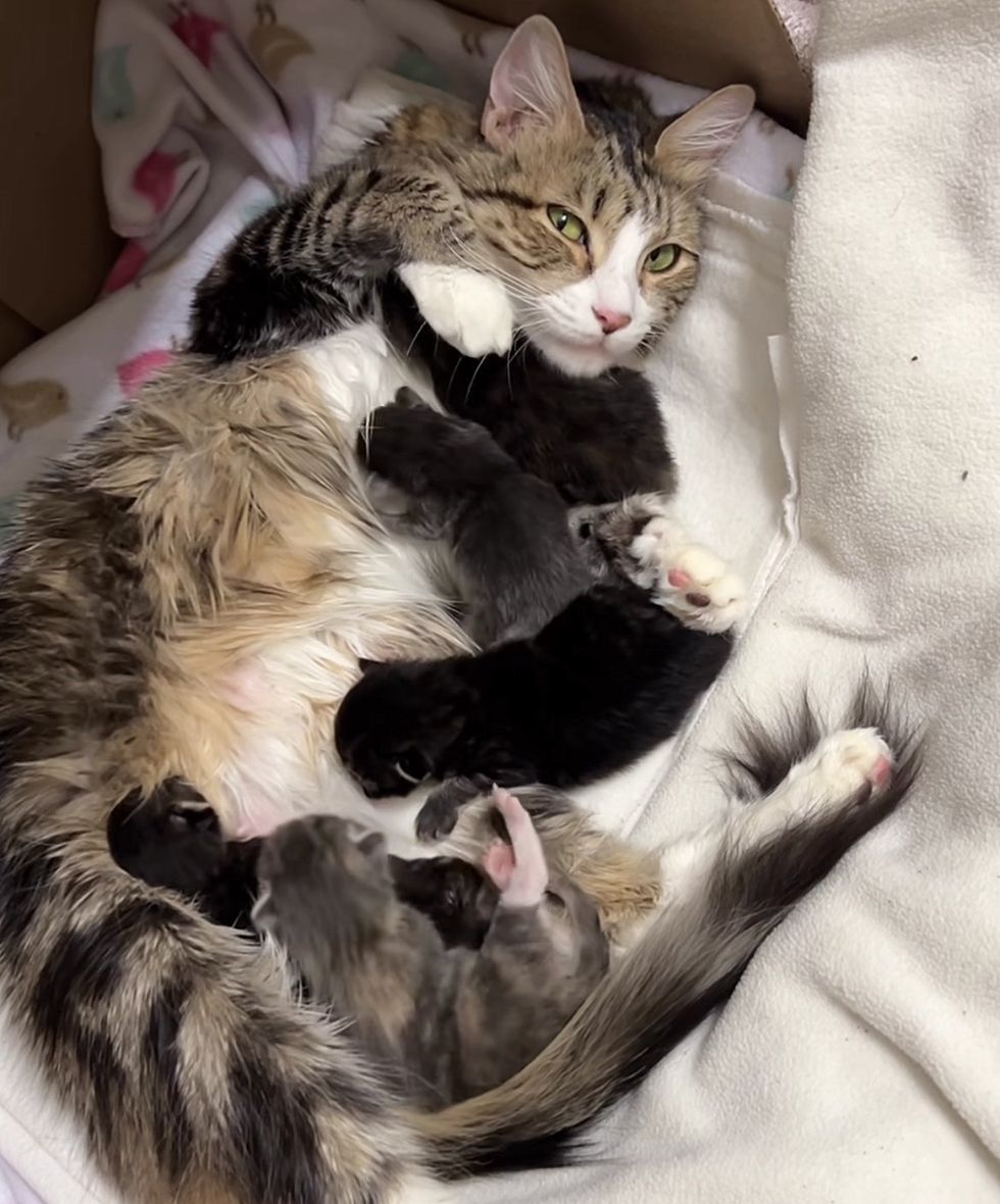 chat allaitant des chatons nouveau-nés