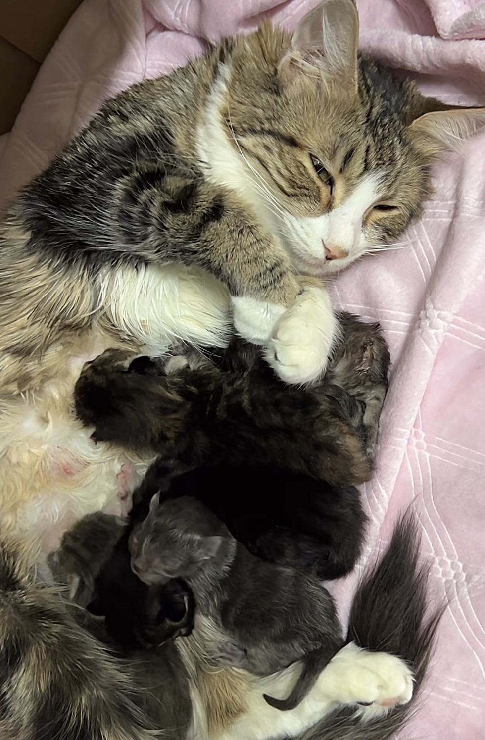 chat allaitant des chatons